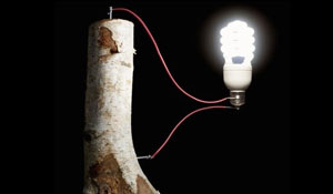 木头成为电池材料的可能性有多少？